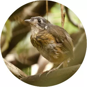 White-lored antpitta