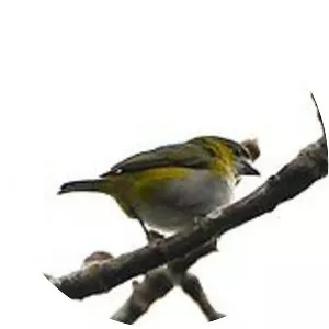 White-lored euphonia - Bird