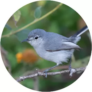 White-lored gnatcatcher