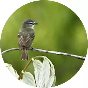 White-lored tyrannulet - Bird