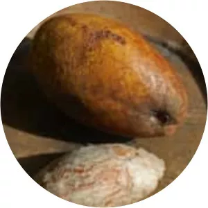 White mango (Mangifera Kemanga)