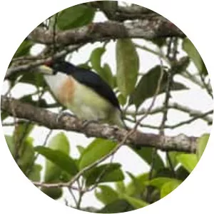 White-mantled barbet