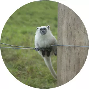 White-mantled tamarin