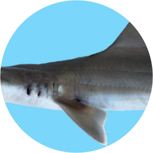 White-margin fin smooth-hound