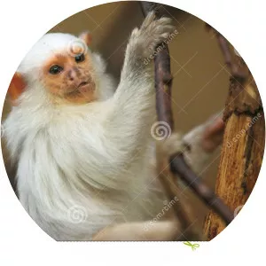 White marmoset
