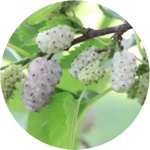 White mulberry