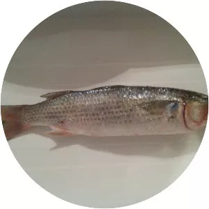White mullet