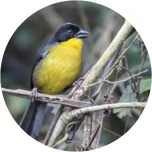 White-naped brush finch