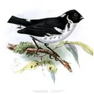 White-naped seedeater - 