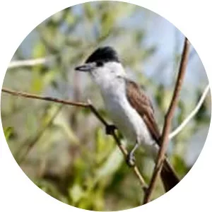 White-naped xenopsaris - Bird