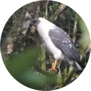 White-necked hawk - Bird
