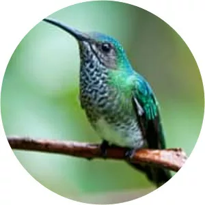 White-necked jacobin