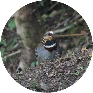 White-necklaced partridge