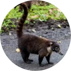 White-nosed coati