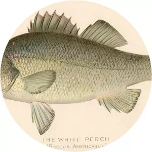 White perch