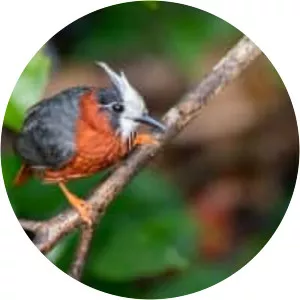 White-plumed antbird