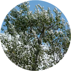 White poplar