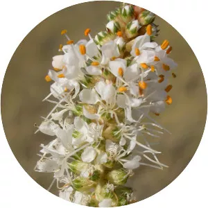 White prairie clover - Plants