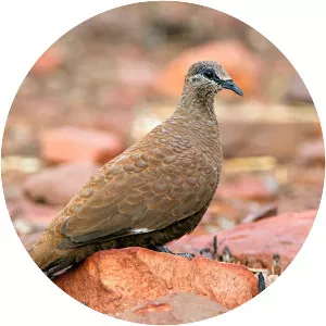 White-quilled rock pigeon - 