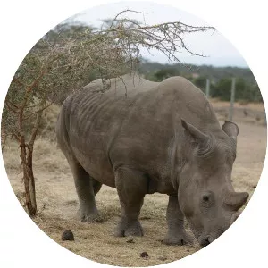 White rhinoceros