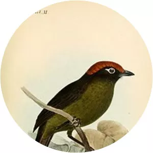 White-rimmed brush finch - Bird