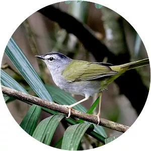 White-rimmed warbler