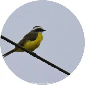 White-ringed flycatcher