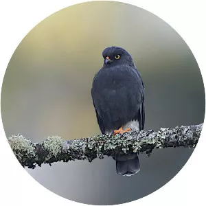 White-rumped hawk - Bird