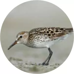 White-rumped sandpiper