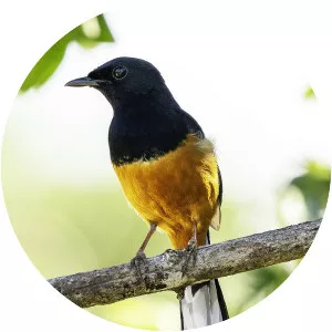 White-rumped shama