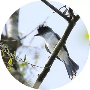 White-rumped sirystes