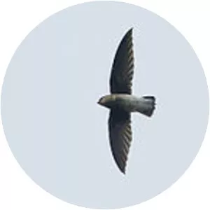 White-rumped spinetail