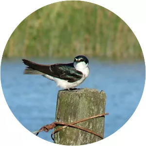 White-rumped swallow