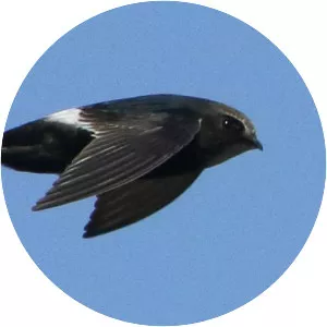 White-rumped swift