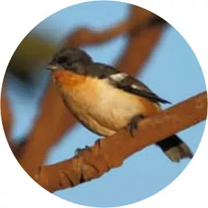 White-rumped tanager - 