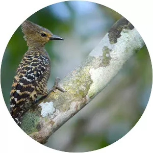 White-rumped woodpecker