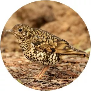 White's thrush