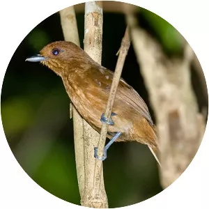 White-shouldered antshrike