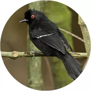 White-shouldered fire-eye - Bird
