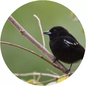 White-shouldered tanager - Bird