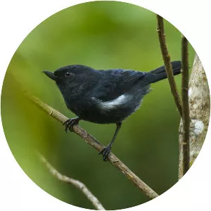 White-sided flowerpiercer - Bird