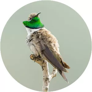 White-sided hillstar - Bird