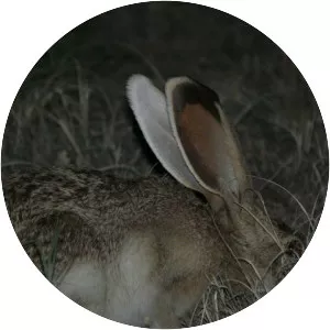 White-sided jackrabbit - Animal