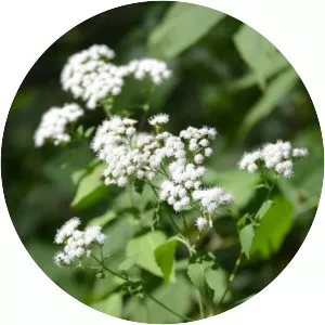 White snakeroot
