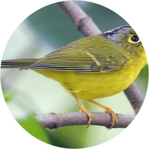 White-spectacled warbler - Birds