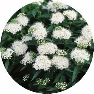 White Spirea - Plants
