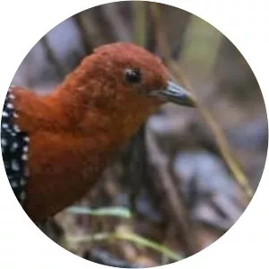 White-spotted flufftail - Bird