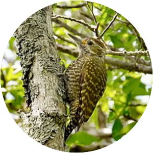 White-spotted woodpecker