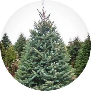 White spruce
