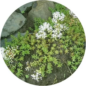 White stonecrop - Plants